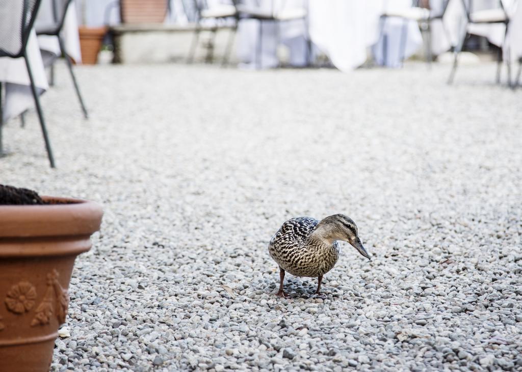 Albergo Ristorante Il Verbano Stresa Esterno foto